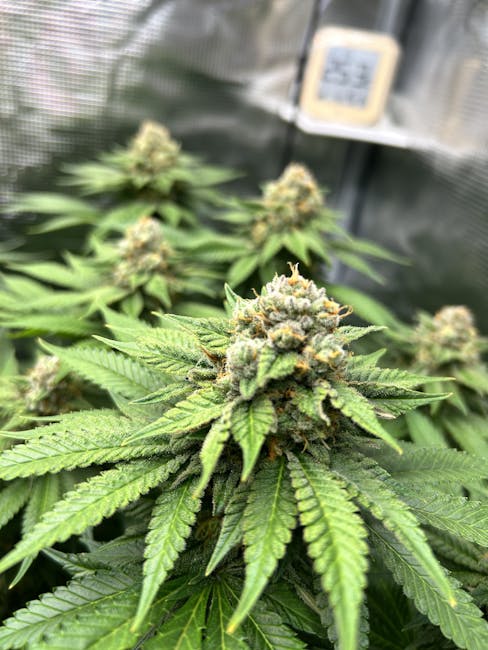 Fraud and extortion allegations unravel Palm Springs cannabis empire as lawsuits mount post image